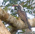 African Grey Hornbill