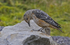 Rock Thrush