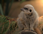 Captured Wild life/Domestic/ livestock Animals portfolio