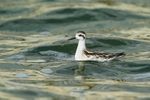 Red-necked Phalarope (juvenile), Farmoor