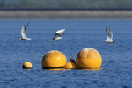 Bonaparte's Gull displacing Common Terns from buoys, Farmoor