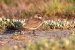 Collared Pratincole
