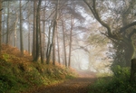 journey into Autumn woods