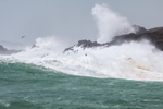 Storm Birds of Dooey