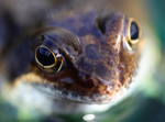 The Common Frog _ RAP012