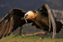 Lammergeier takes off with bone, Pre-Pyrenees, Catalonia, Spain