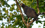 Great Black Hawk