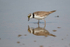 Little-ringed Plover  1904-13809