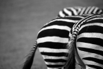 Zebra hide _AGT053