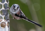 Long-Tailed Tit