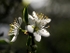 Blossom Duet
