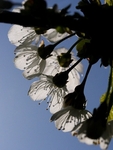 Sunlit Blossom