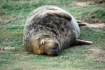 Atlantic Grey Seal