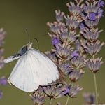 Large white (Pieris brassicae) ♂︎