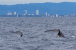 Synchronized Humpbacks 3. 0A3A0283