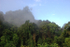 Lush tropical rainforest.