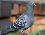 Rock Pigeon