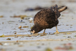 Striated Caracara drinking from stream on beach, Carcass Settlement