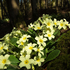 Primroses