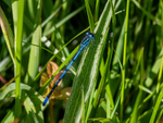 Azure Damselfly