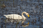 Whooper Swan