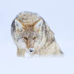 Coyote close head-on portrait, Yellowstone National Park