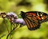 butterfly from the side