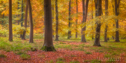 Beech Woodland
