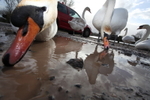 Urban swans wide angle photography_00453