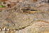 Close-up of Nile Crocodile head