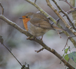 101_4705 - ROBIN REDBREAST 