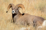 Fall Refuge Ram