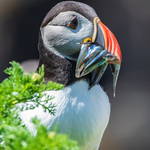 Puffin with Sandeels, Great Saltee Island