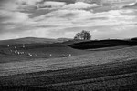 Teenley Hill 10
