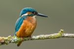 Kingfisher