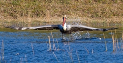  Pelicans _0022