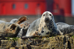 Atlantic Grey Seal