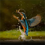 Neil Thomas 1st  Kingfisher Alcedo atthis