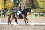 British Dressage portfolio