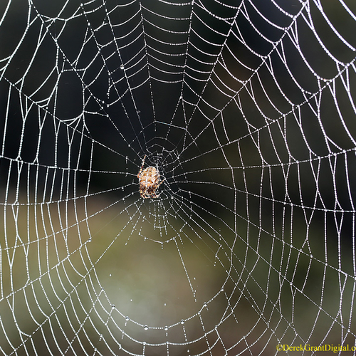 Araneus diadematus Cross Orb Weaver female