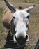 Friendly Burro
