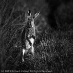 Hare drying itself