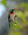Southern Double-collared Sunbird male