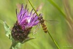 Marmalade Hoverfly on Knapweed