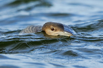 Great Northern Diver swimming low in the water, Farmoor Reservoir