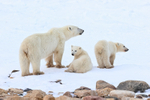 Family of Polar Bears, Churchill, Canada