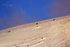 Lower Gros Ventre Wolf Pack