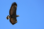 Common Black Hawk (adu...