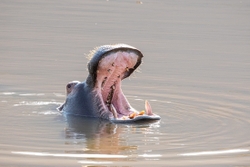 Hippo Yawn