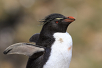Southern Rockhopper Penguin stretching flippers, West Point Island